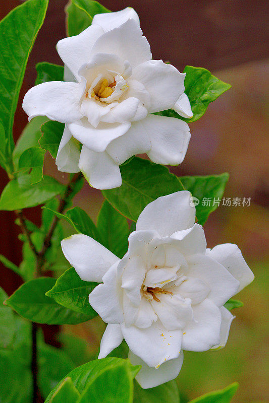 栀子花/普通栀子花:常绿灌木，白色花，非常芳香